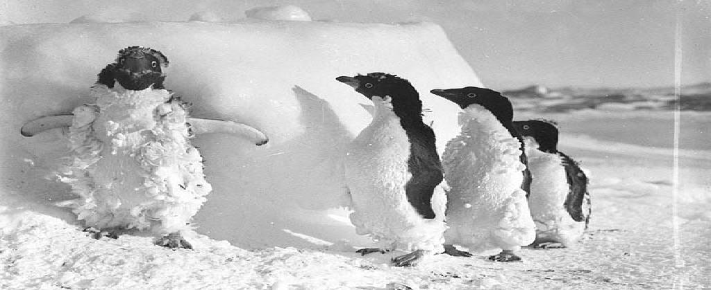 Ice cased Adelie penguins after a blizzard at Cape Denison / photograph by Frank Hurley